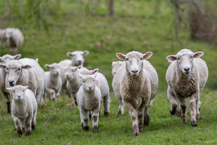The Glories of Lamb - Pasture Prime Family Farm LLC